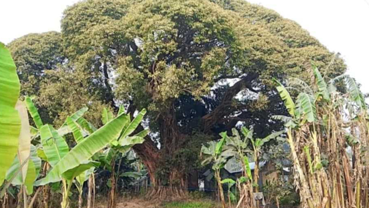 চারশত বছর ধরে দাঁড়িয়ে আছে বিরল প্রজাতির এক গাছ।