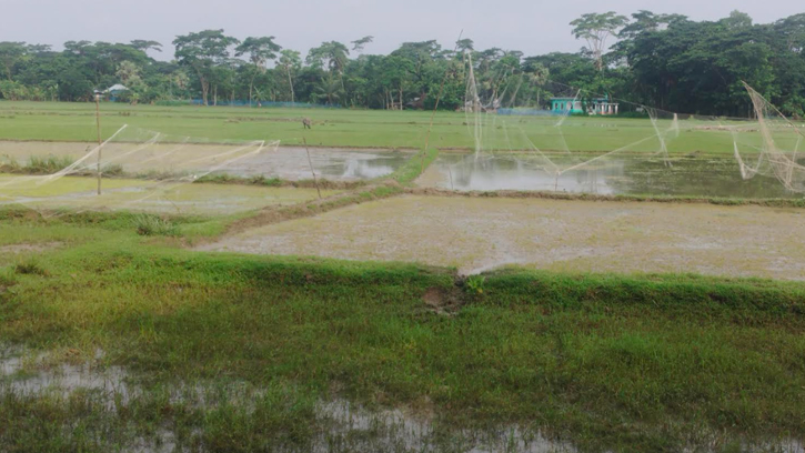 প্রবল বৃষ্টিতে রোপা আমনের বীজ পানির নিচে বিপাকে আমন চাষীরা